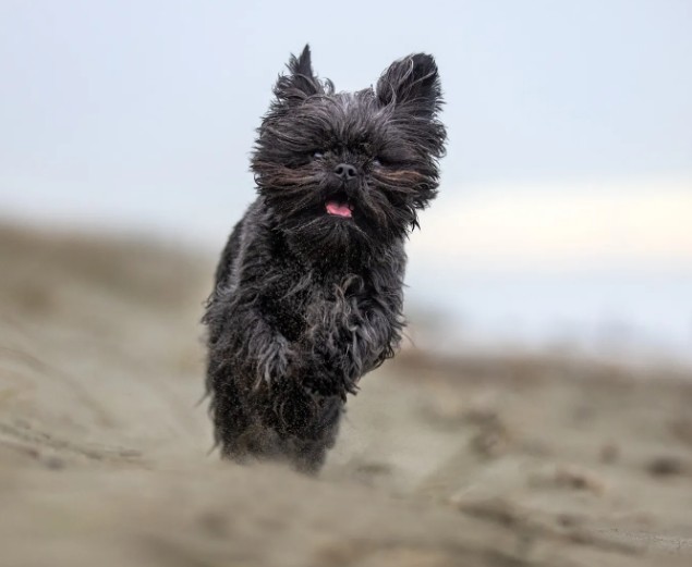 Unleashed Education – 5 Mistakes Pet Photographers are Making and How Not to Make Them