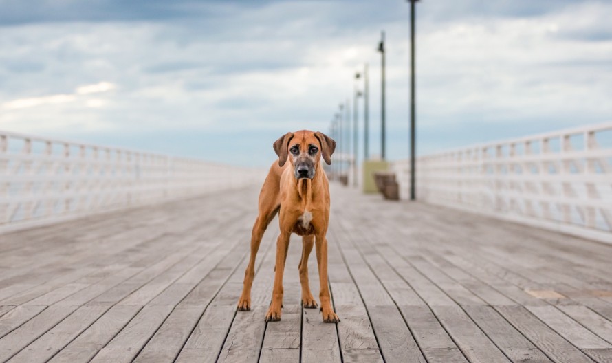 Unleashed Education – 7 Ways to Unleash Variety in Your Dog Photography Sessions