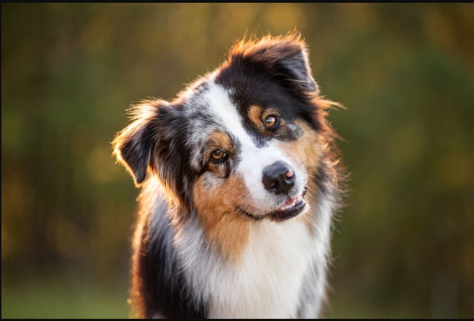Unleashed Education – Simplifying Manual Exposure for Pet Photographers