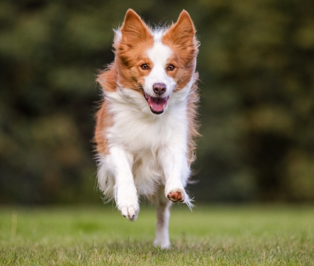 Unleashed Education – Unleashing Expression in Your Dog Photography